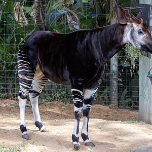 Okapi