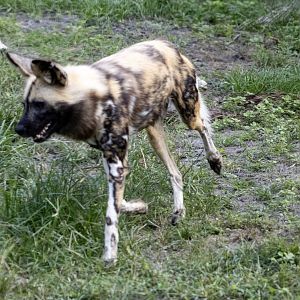 Painted Dog, Cape Hunting Dog, African Wild Dog....