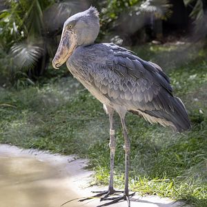 Shoebill Stork