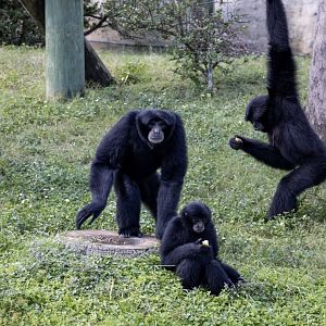 Siamangs