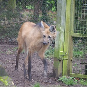 Maned Wolf- 19/2/2024