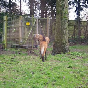 Maned Wolves- 19/2/2024