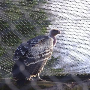 Ruppell's Griffon Vulture- 19/2/2024