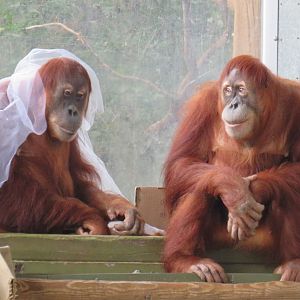 Sumatran orangutans