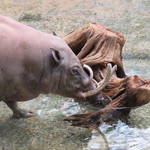 Babirusa