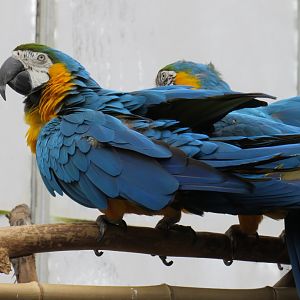Blue-and-yellow macaws