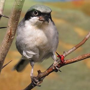 Loggerhead shrike