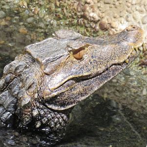 Cuvier's dwarf caiman