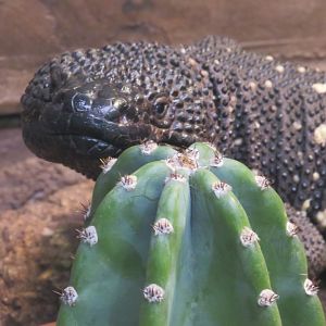 Guatemalan beaded lizard
