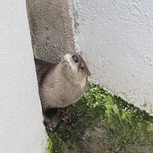 North American river otter