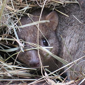 Brush-tailed bettong