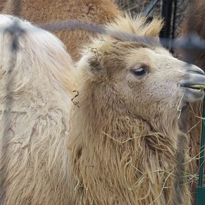 Bactrian camel