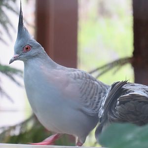 Crested pigeons