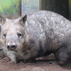 Southern hairy-nosed wombat