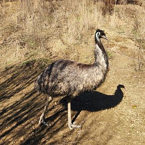 Little Ponderosa Zoo - Emu