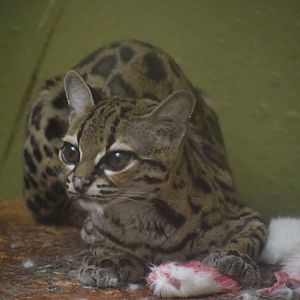 Margay - February 2024