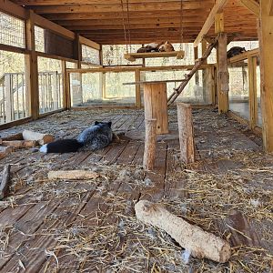 Little Ponderosa Zoo - Red Foxes