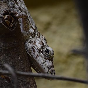 Oriente bearded anole - February 2024