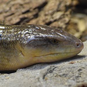 Tanimbar blue-tongued skink - February 2024