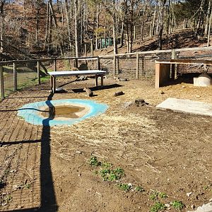 Little Ponderosa Zoo - Patagonian Mara yard