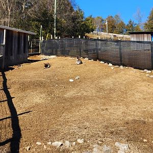 Little Ponderosa Zoo - Red-necked Wallaby yard