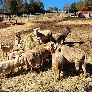 Little Ponderosa Zoo - Domestics hanging out together
