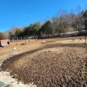 Little Ponderosa Zoo - Deer yard