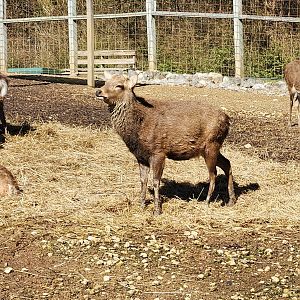 Little Ponderosa Zoo - Sika Deer