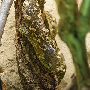 New Caledonia giant gecko - February 2024