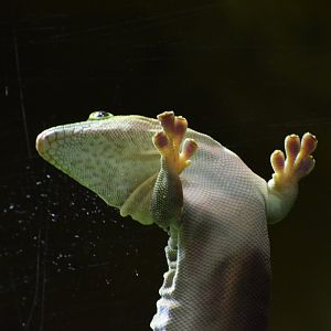 Banded day gecko - February 2024