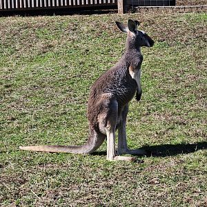 Little Ponderosa Zoo - Red Kangaroo