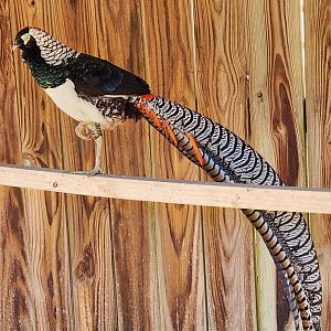 Little Ponderosa Zoo - Amherst's Pheasant