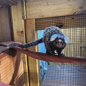 Little Ponderosa Zoo - Common Marmoset