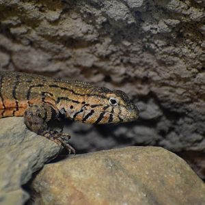 Peruvian lava-lizard - February 2024