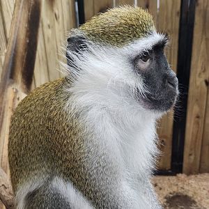 Little Ponderosa Zoo - Vervet Monkey