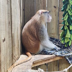 Little Ponderosa Zoo - Patas Monkey