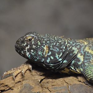 Ornate mastigure - February 2024