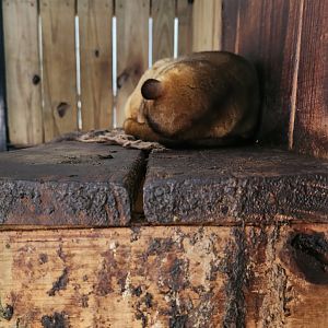 Little Ponderosa Zoo - Kinkajou