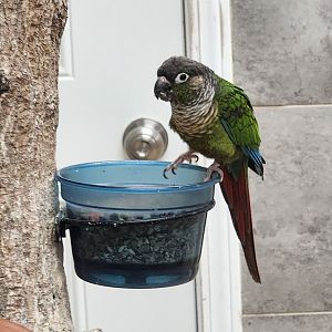 Little Ponderosa Zoo - Green-cheeked Parakeet