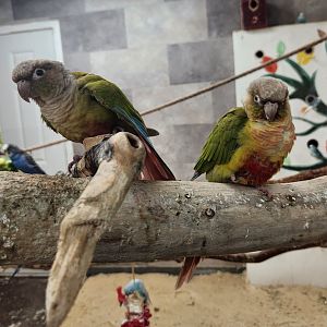 Little Ponderosa Zoo - Green-cheeked Parakeets (morphs)