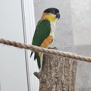 Little Ponderosa Zoo - Black-headed Parrot