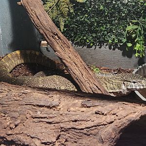 Little Ponderosa Zoo - Varanus niloticus