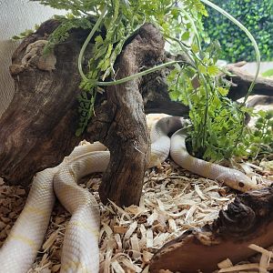 Little Ponderosa Zoo - Lampropeltis getula (albino)