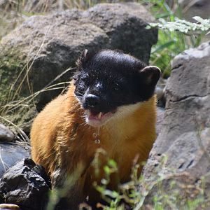 Yellow-throated marten - August 2023