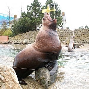 Steller sea lion - March 2009