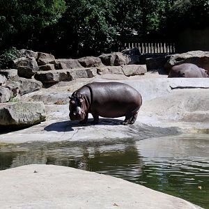 Common hippo - July 2011