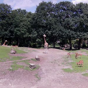 African savanna exhibit - July 2011