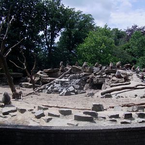 Hamadryas baboon exhibit - July 2011