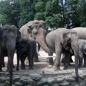 Asian elephants - July 2011