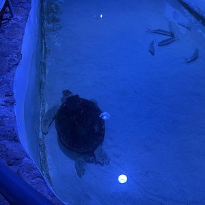 Green sea turtle (1/2/24)
